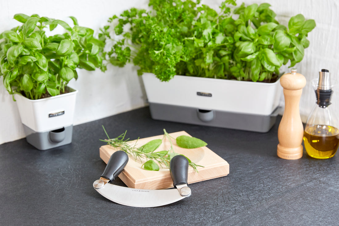 How to grow your own herbs Cole & Mason UK