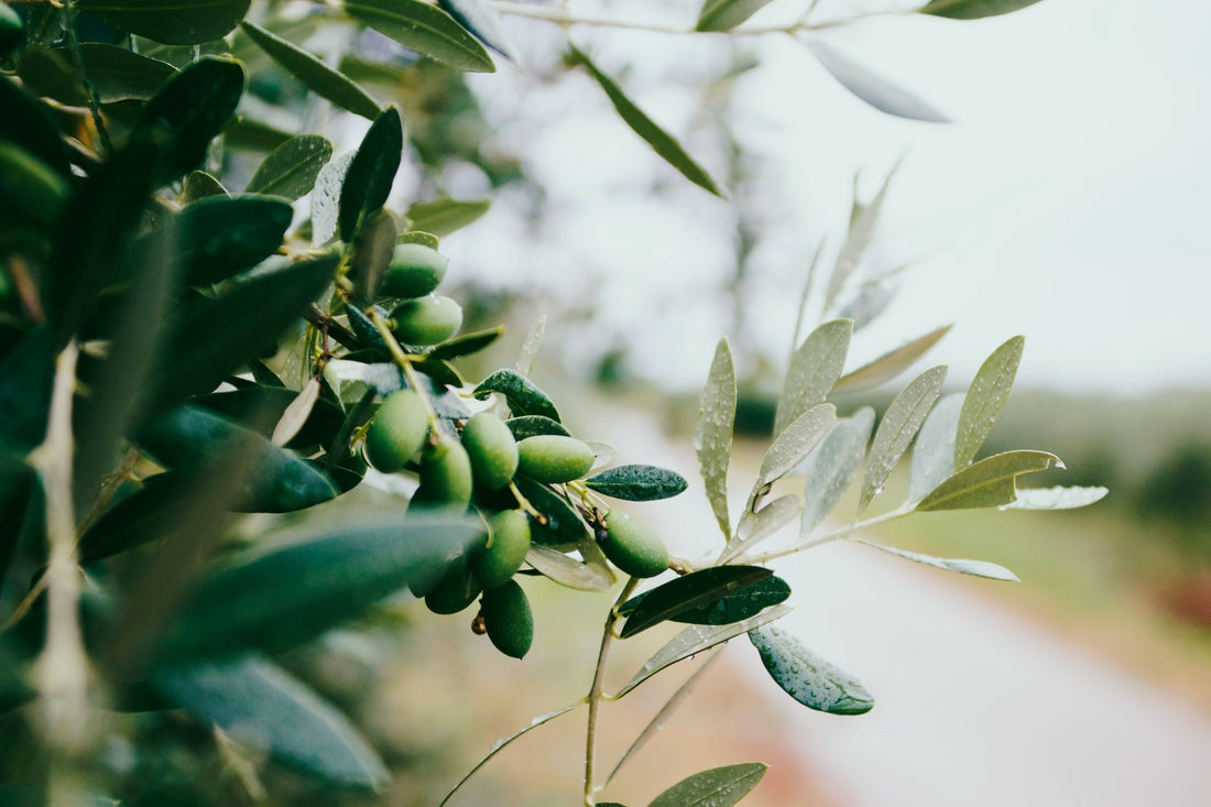 Your Olive Oil Cooking Questions Answered Cole & Mason UK
