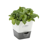Burwell Self Watering Potted Herb Keeper Large & Small x2 & refill pads