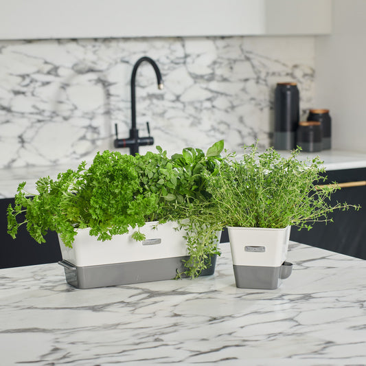 Herb Essentials