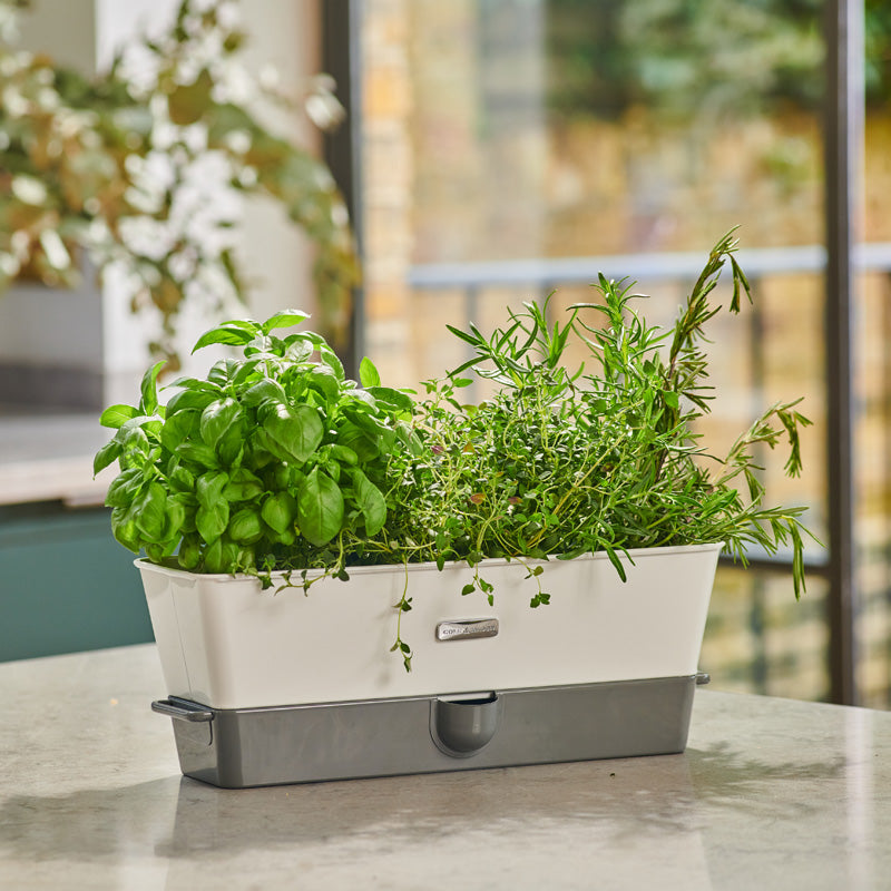 indoor self watering herb planter Cole & Mason Burwell Self-Watering Single Potted Herb Keeper
