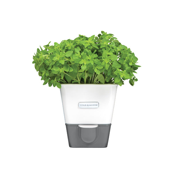 Burwell Self-Watering Potted Herb Keeper