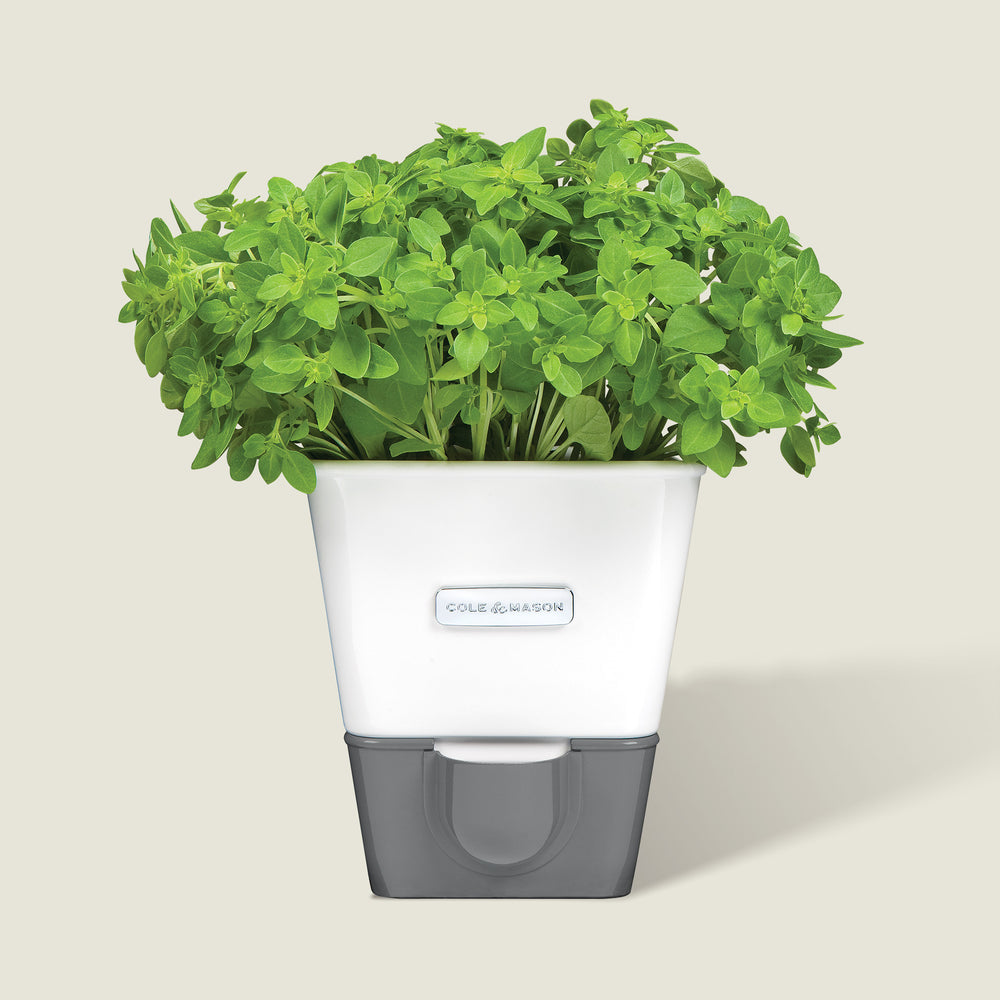 Three Cole & Mason items: Burwell Self Watering Potted Herb Keeper Small with basil, Tealby Herb Keeper with assorted herbs, and Spare Refill Pads for plant care.