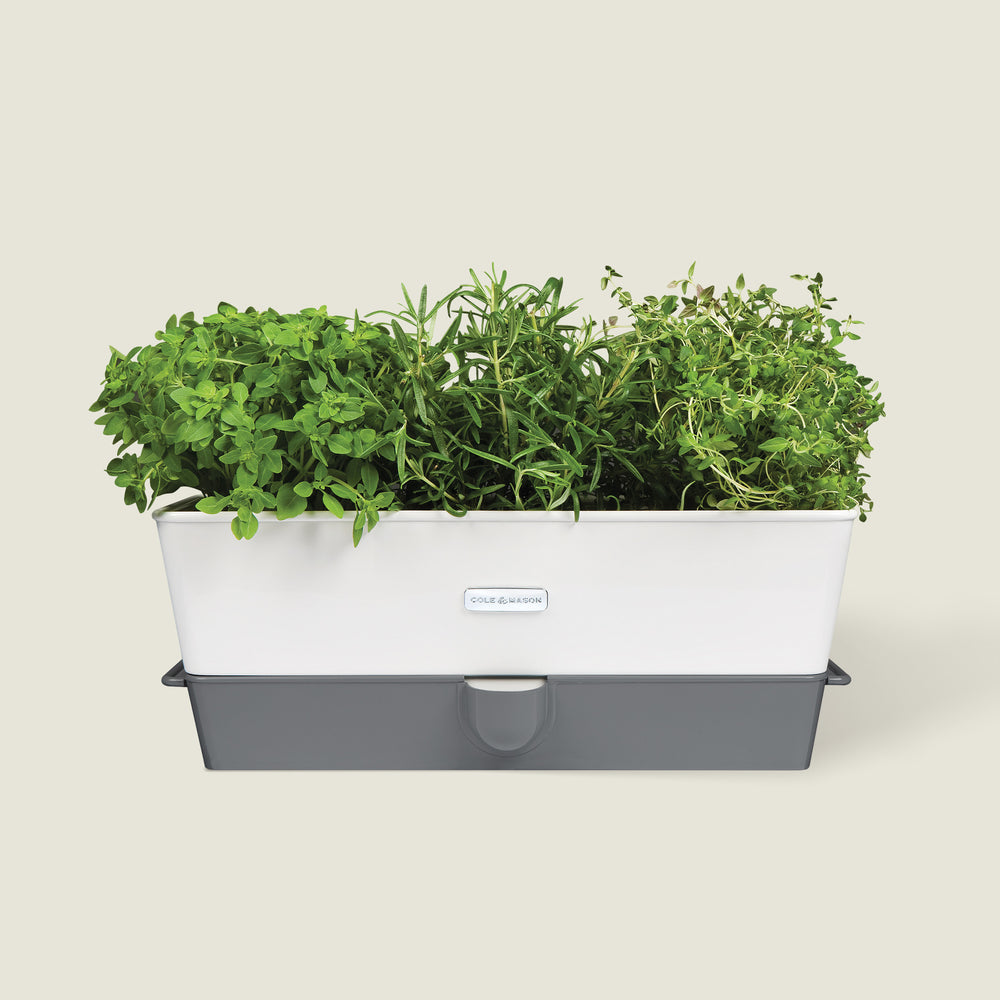 The Cole & Mason UK Burwell Self Watering Potted Herb Keeper Triple and Tealby Herb Keeper set includes a white self-watering herb keeper with fresh herbs, spare refill pads, and a white planter with green herbs.
