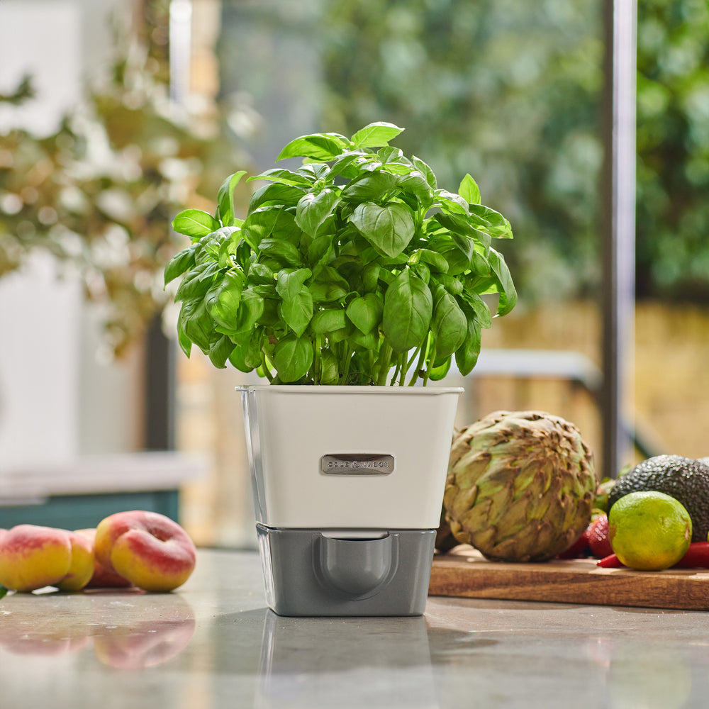 Three Cole & Mason items: Burwell Self Watering Potted Herb Keeper Small with basil, Tealby Herb Keeper with assorted herbs, and Spare Refill Pads for plant care.
