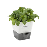 Burwell Self-Watering Potted Herb Keeper Small Cole & Mason UK