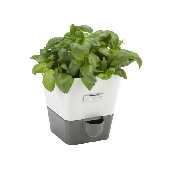 Burwell Self-Watering Potted Herb Keepers